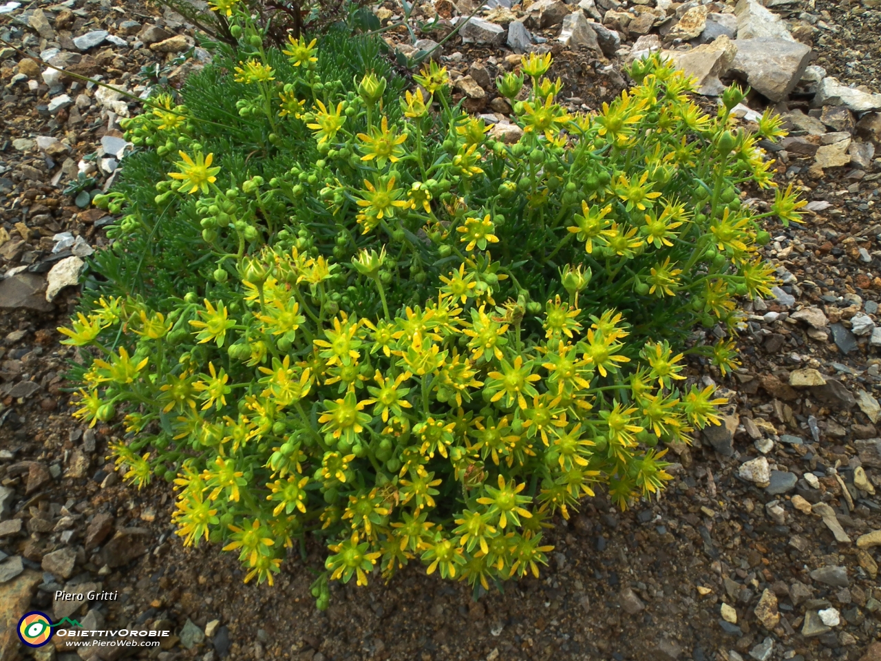 23 Sassifraga setolosa (Saxifraga sedoides).JPG